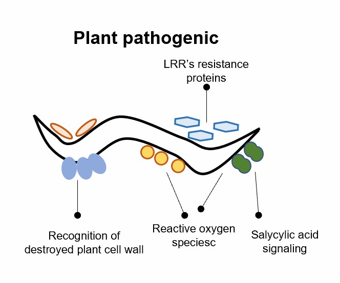 Plant nematodes use a multitude of strategies for host immunomodulation.